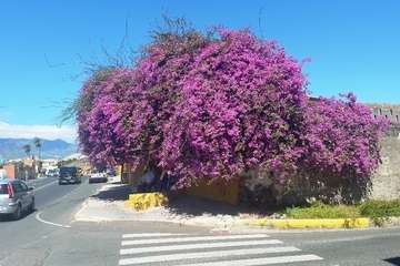 La tertulia La Buganvilla se queda sin sombra
